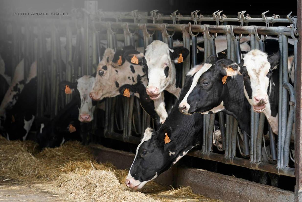 Gite Familial Ferme Des Aujes Falaen Onhaye Esterno foto